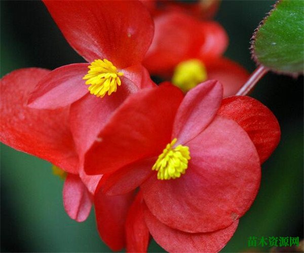 四季秋海棠开花时间和图片 秋海棠花语寓意是什么