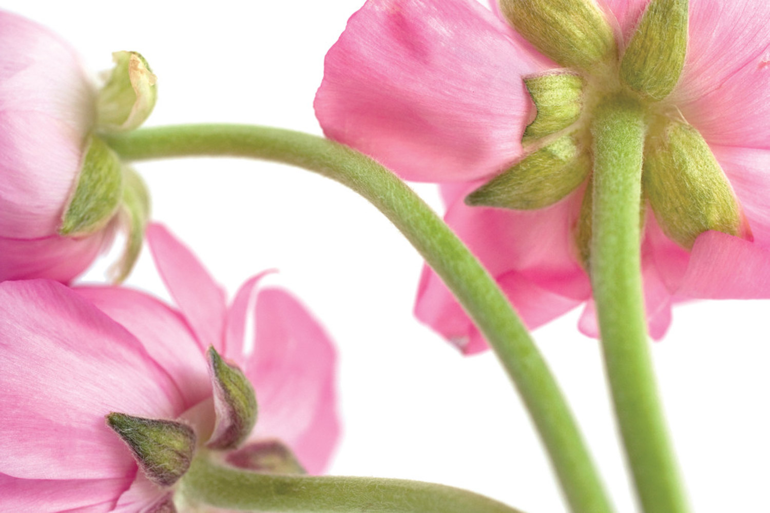 花毛茛的花语和寓意