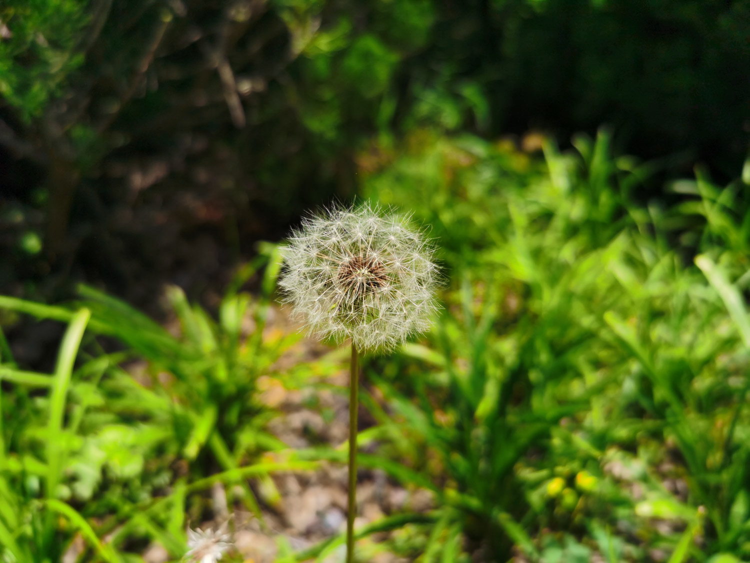 蒲公英的花语与寓意，适合送什么人