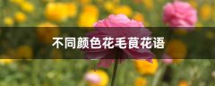 不同颜色花毛茛花语