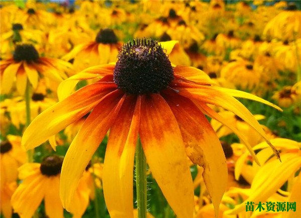 黑心菊花期花语 黑心菊可以养在家里吗