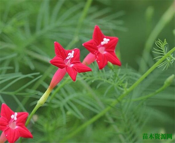 茑萝花的养殖方法 茑萝的开花时间和花语