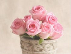 各种颜色玫瑰花语有哪些？