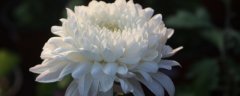 清明节菊花的花语有哪些？