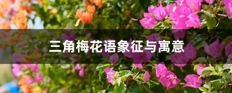 三角梅花语象征与寓意