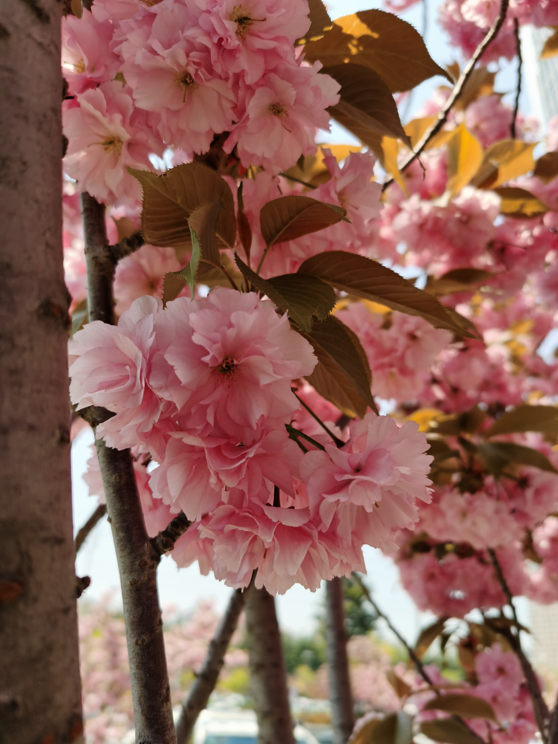 樱花的花语与寓意是什么