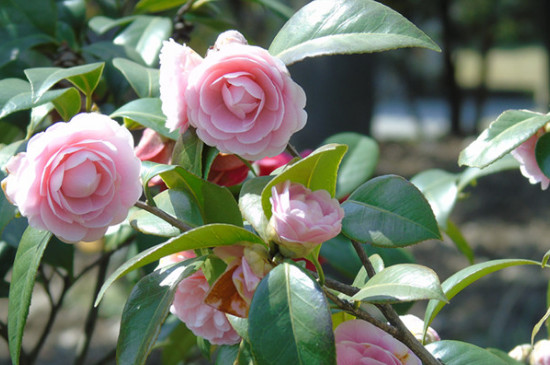 茶花花语及代表意义