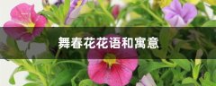 舞春花花语和寓意