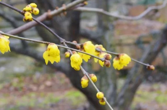 蓝色腊梅的花语和象征