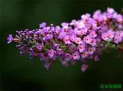 醉鱼草的花期和花语 醉鱼草能毒多大的鱼