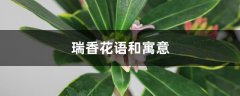 瑞香花语和寓意