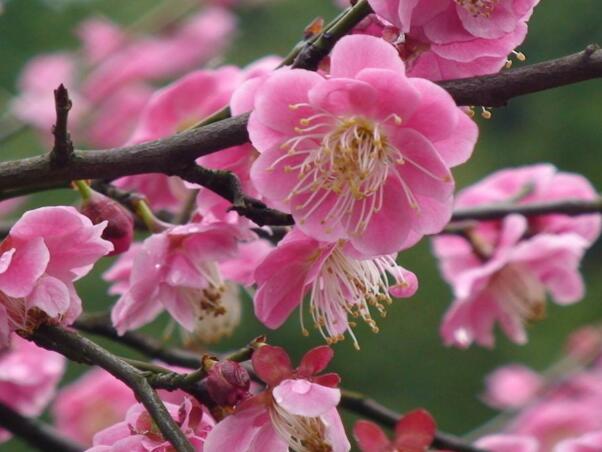 红梅花的花语是什么，澄澈的心和慈母般的爱_花语大全
