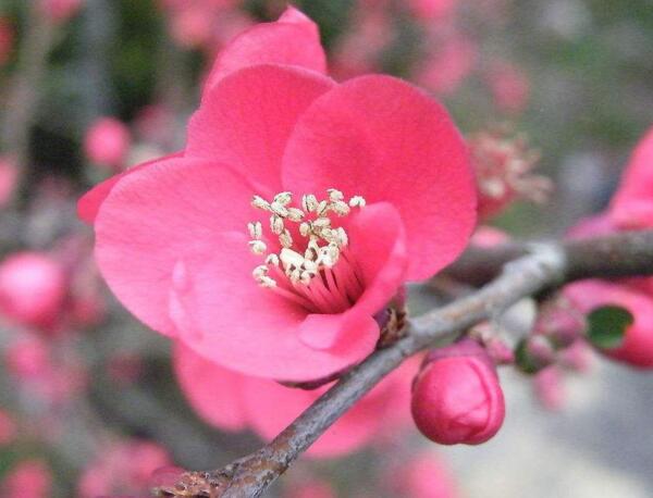 红梅花的花语是什么，澄澈的心和慈母般的爱_花语大全