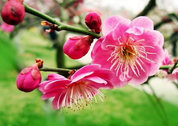 红梅花的花语是什么，澄澈的心和慈母般的爱_花语大全
