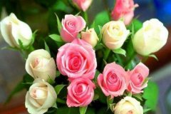 月季和玫瑰的花语有哪些？