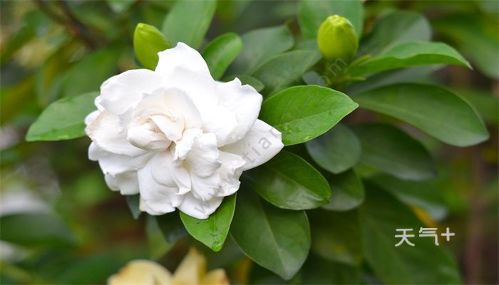 栀子花的花语 栀子花适合送什么人