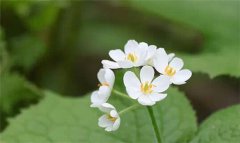 山荷叶的花语、花期有哪些？