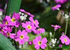 樱花草几月份开花花语是什么 报春花的养殖方法和注意事项