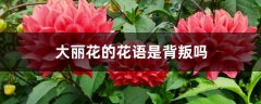 大丽花的花语是背叛吗