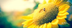 向日葵的花语和寓意 向日葵的花语和寓意是什么