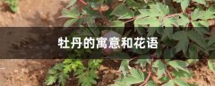 牡丹的寓意和花语