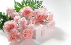 33支粉色康乃馨的花语，对妈妈的深情呼唤(家是最温暖的港湾)_花语大全