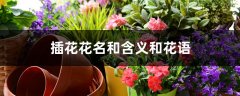 插花花名和含义和花语