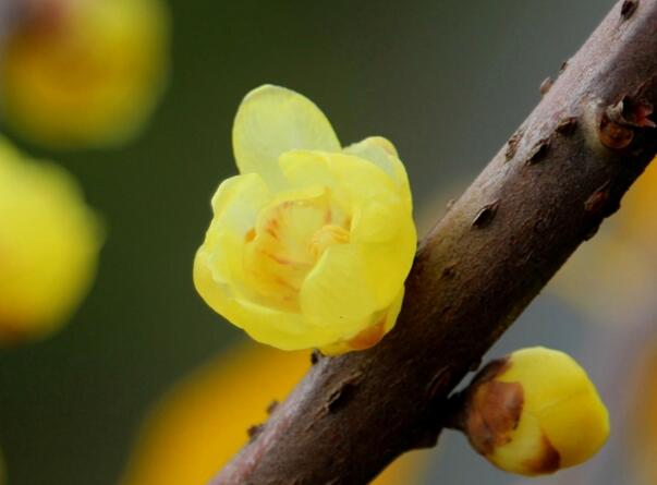 腊梅花语是什么，坚强不屈有傲骨_花语大全