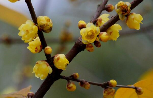 腊梅花语是什么，坚强不屈有傲骨_花语大全