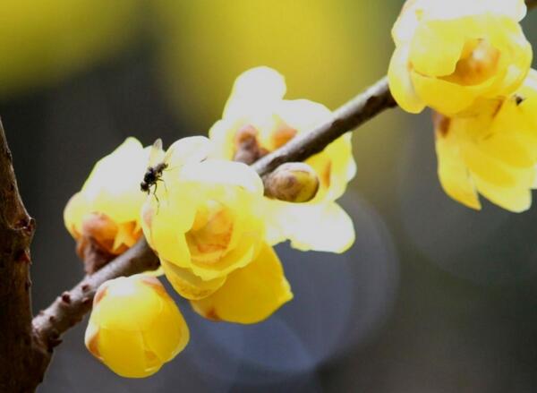 腊梅花语是什么，坚强不屈有傲骨_花语大全