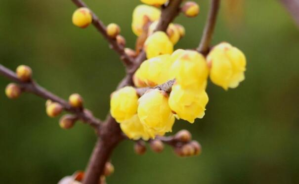 腊梅花语是什么，坚强不屈有傲骨_花语大全