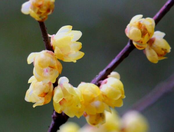 腊梅花语是什么，坚强不屈有傲骨_花语大全