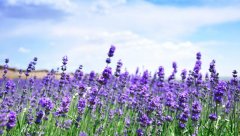 紫色薰衣草花语是什么？紫色薰衣草的花语和寓意