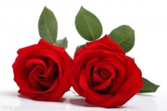 2朵玫瑰花语及玫瑰颜色所代表的寓意有哪些？
