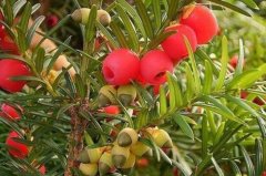 红豆杉的花语有哪些？