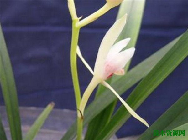 建兰花的花期花语 建兰花图片及养殖方法