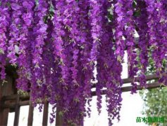 紫藤花开时间和图片 紫藤萝花的花语和寓意