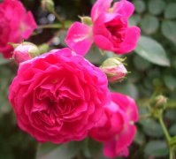 蔷薇花的花语及作用有哪些？