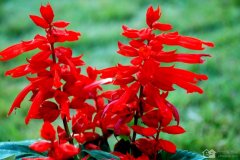 一串红是什么花 一串红有花语吗？