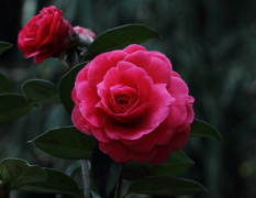 山茶花花语介绍有哪些？