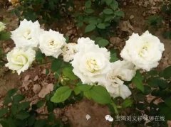 花心花语有哪些？