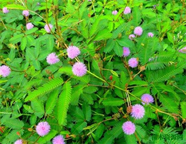 含羞草会开花吗 含羞草的花期花语