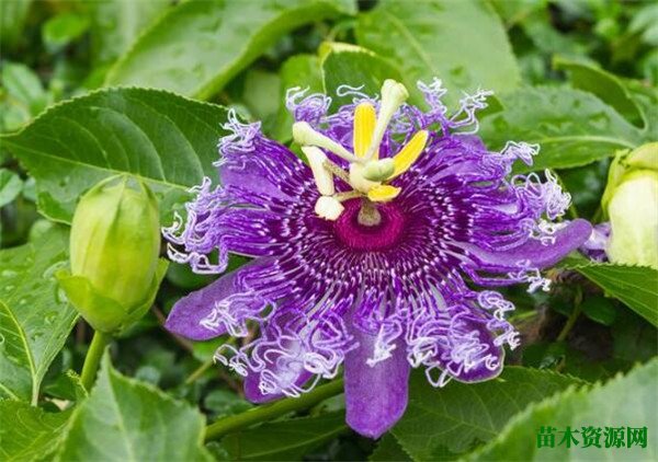 西番莲花开花时间和图片 西番莲的花语寓意