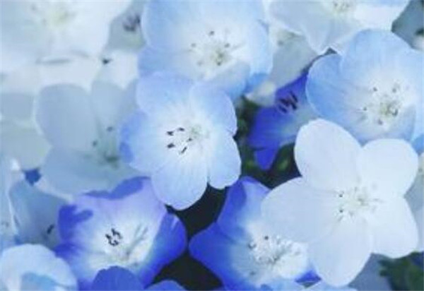 粉蝶花的花语是什么 粉蝶花的特点是什么
