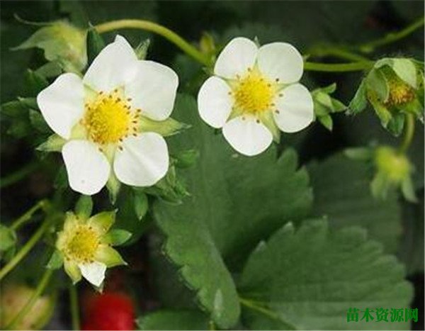 草莓几月份开花 草莓的花语和寓意象征