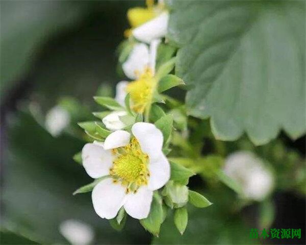 草莓几月份开花 草莓的花语和寓意象征