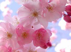 樱花的象征代表意义及樱花的花语有哪些？