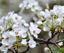 梨花是什么季节开的 梨花的花语和寓意象征