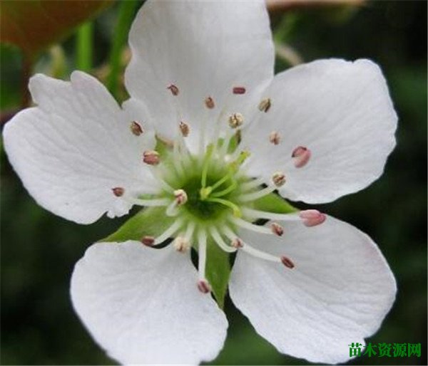 梨花是什么季节开的 梨花的花语和寓意象征