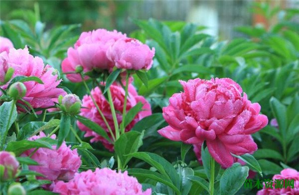 芍药花的图片和花期 芍药花语寓意是什么